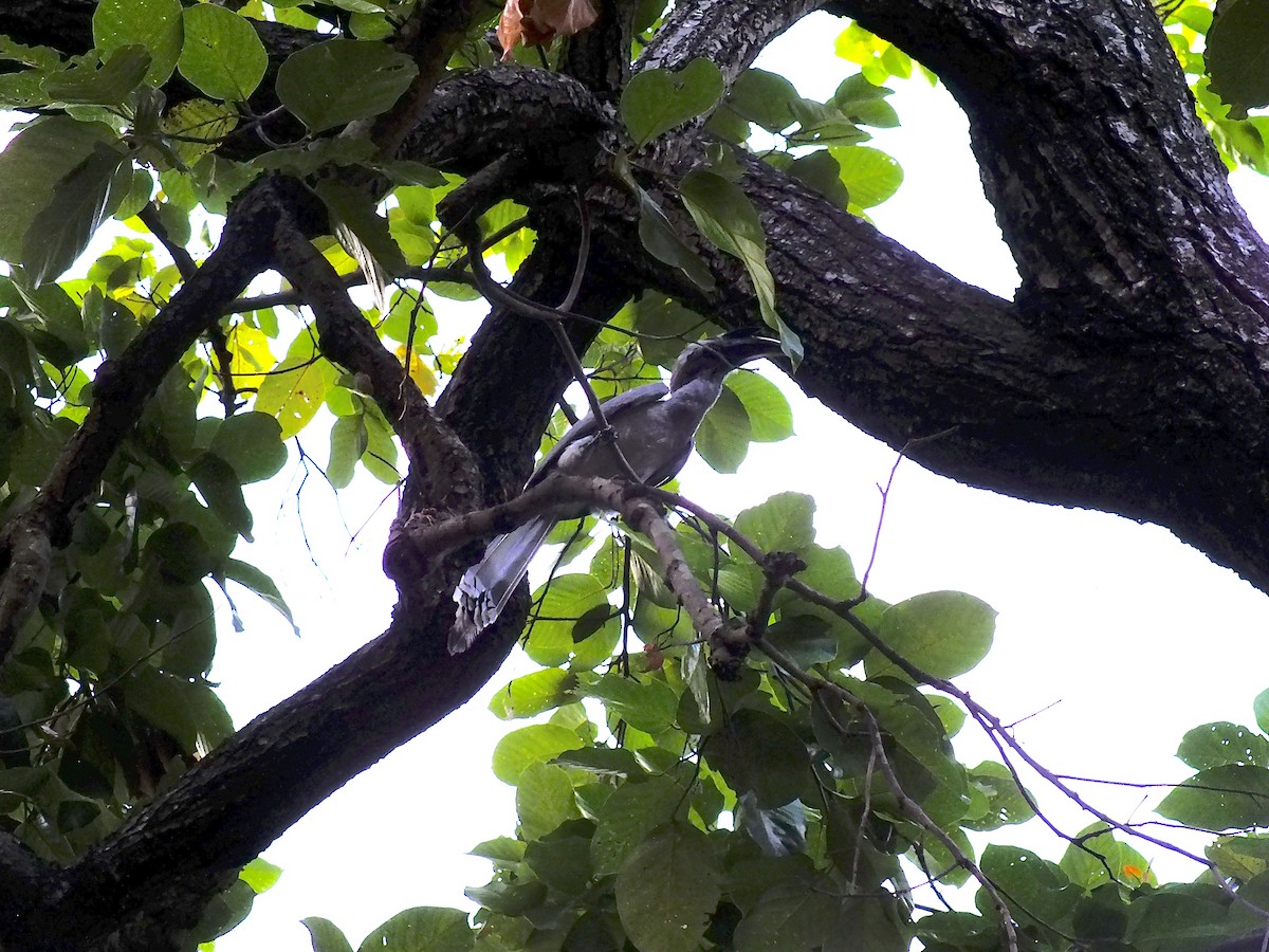Indian Gray Hornbill - ML644654274