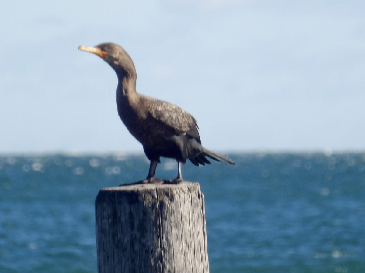 Cormoran à aigrettes - ML644654275