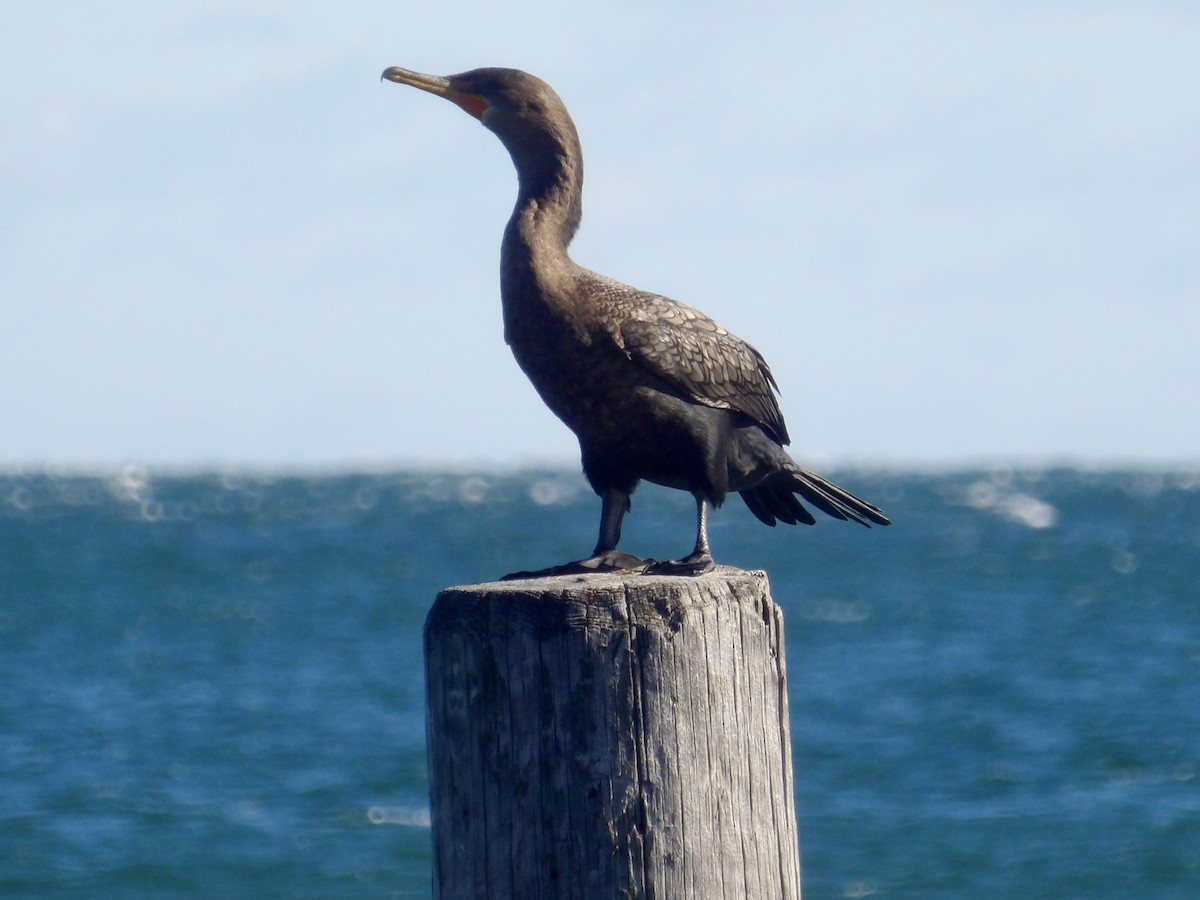 Cormoran à aigrettes - ML644654276