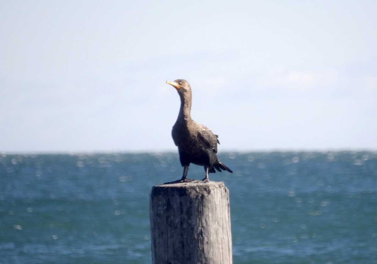 Cormoran à aigrettes - ML644654277