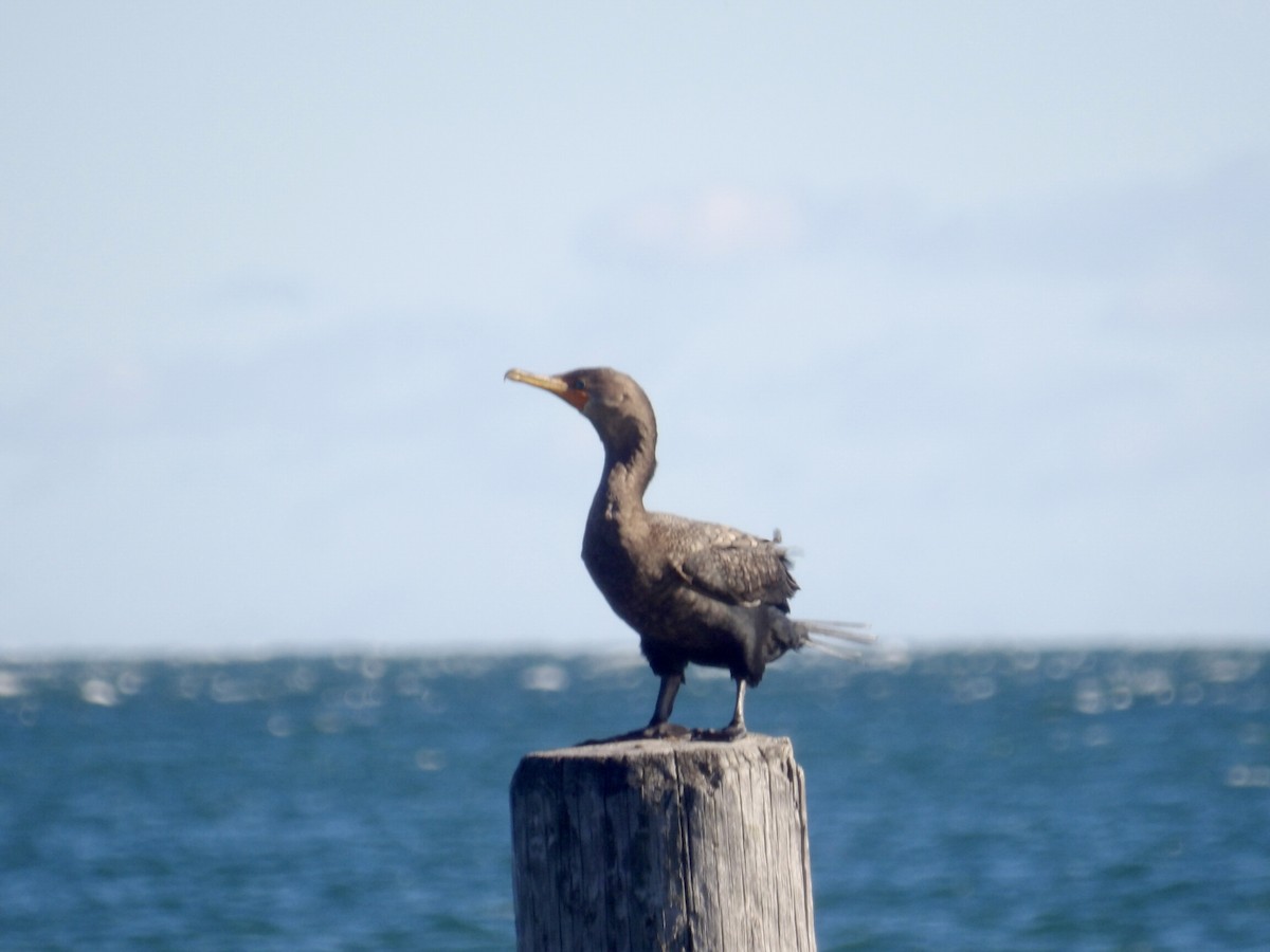 Cormoran à aigrettes - ML644654279