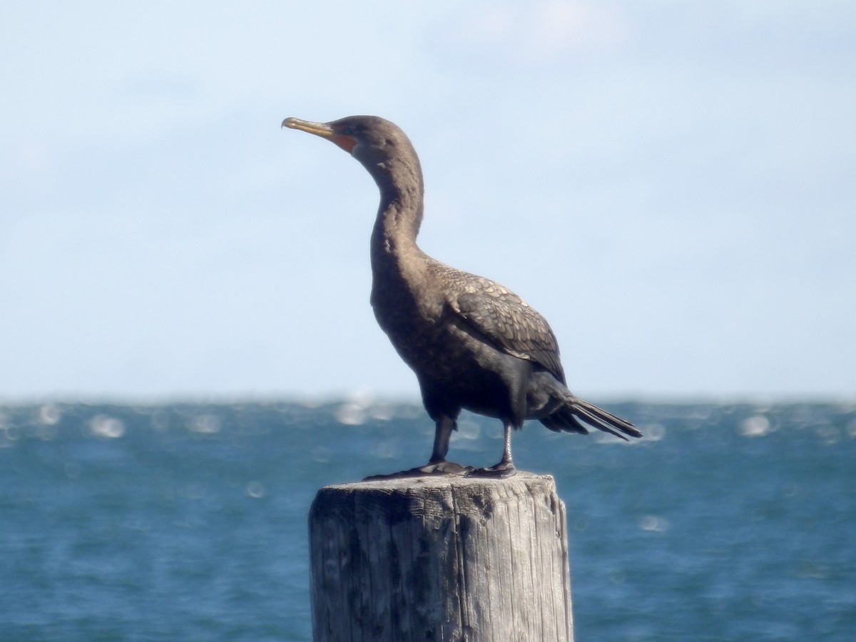 Cormoran à aigrettes - ML644654280