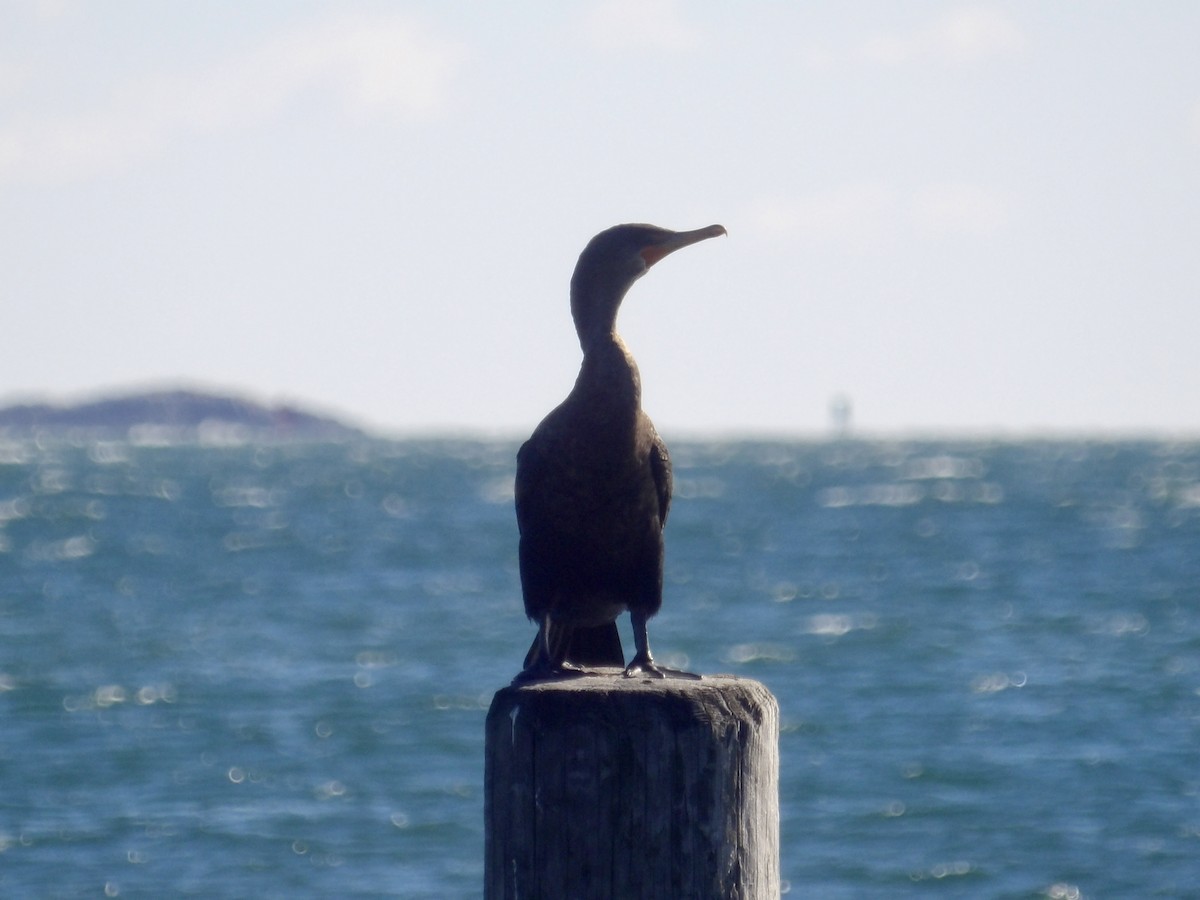 Cormoran à aigrettes - ML644654281