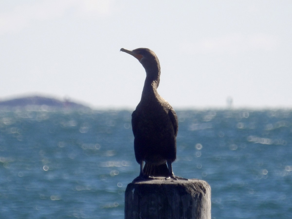 Cormoran à aigrettes - ML644654282