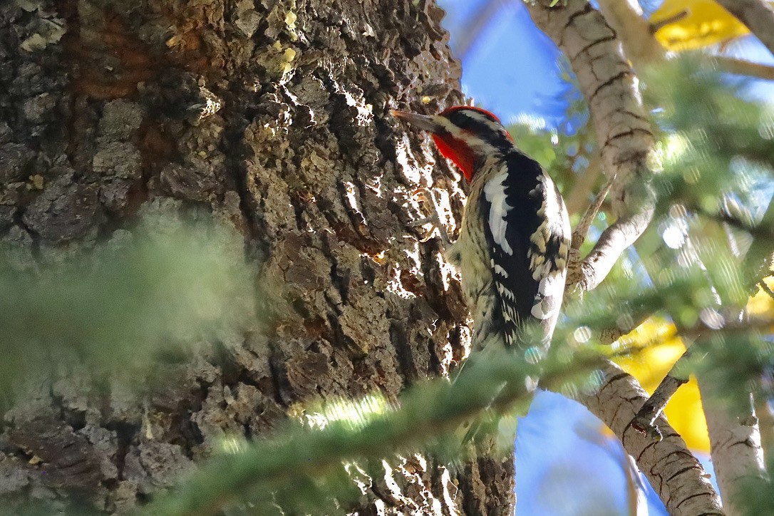 Rotnacken-Saftlecker - ML644654284