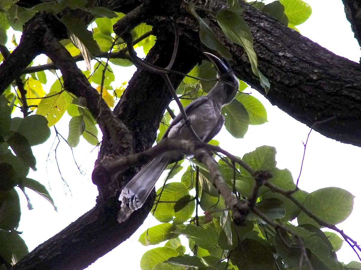Indian Gray Hornbill - ML644654286