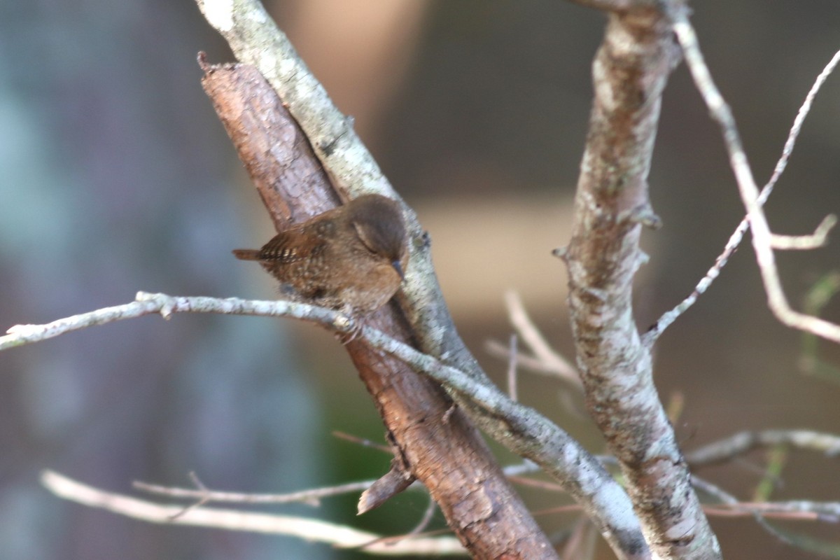 フユミソサザイ - ML644654288