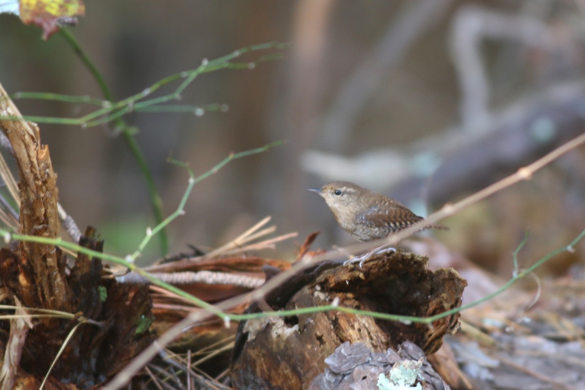 フユミソサザイ - ML644654289