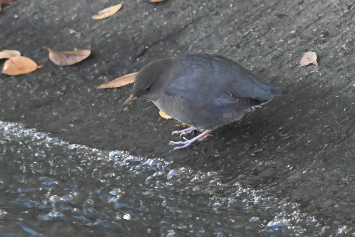 Mirlo Acuático Norteamericano - ML644654297