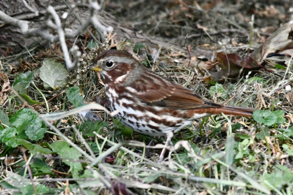 Пасовник рябогрудий - ML644654298