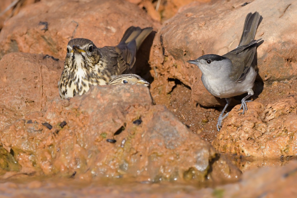 Txinbo kaskabeltza - ML644654299