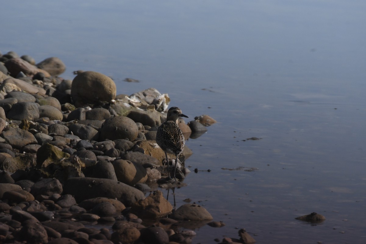 kulík pacifický - ML644654301