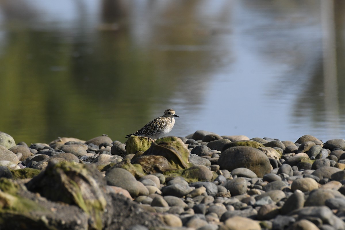 kulík pacifický - ML644654302