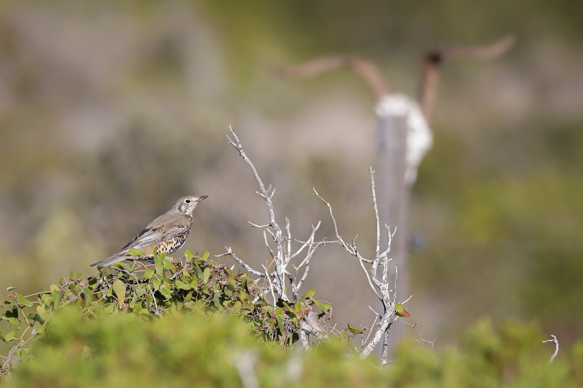 槲鶇 - ML644654303