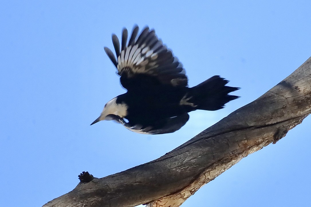White-headed Woodpecker - ML644654304