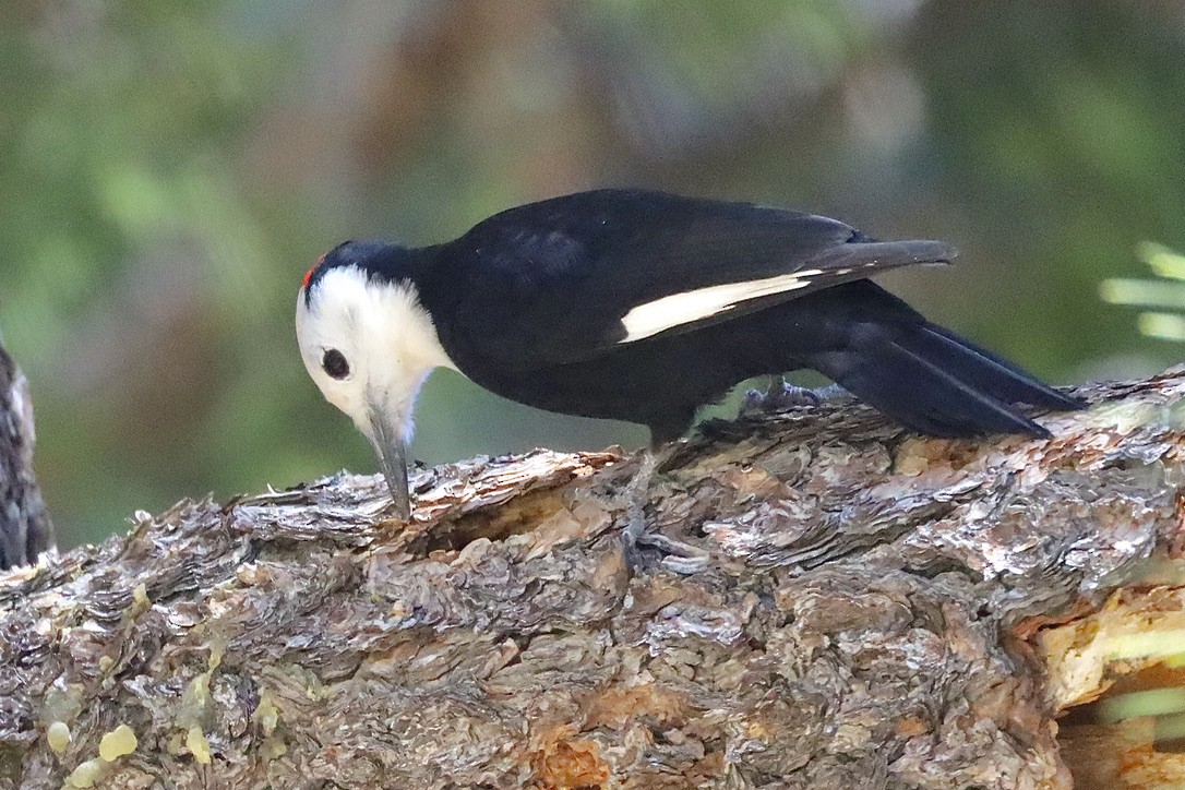 White-headed Woodpecker - ML644654305