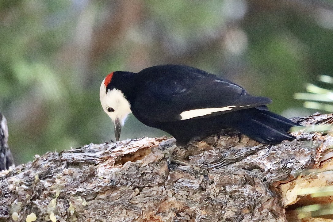 White-headed Woodpecker - ML644654306