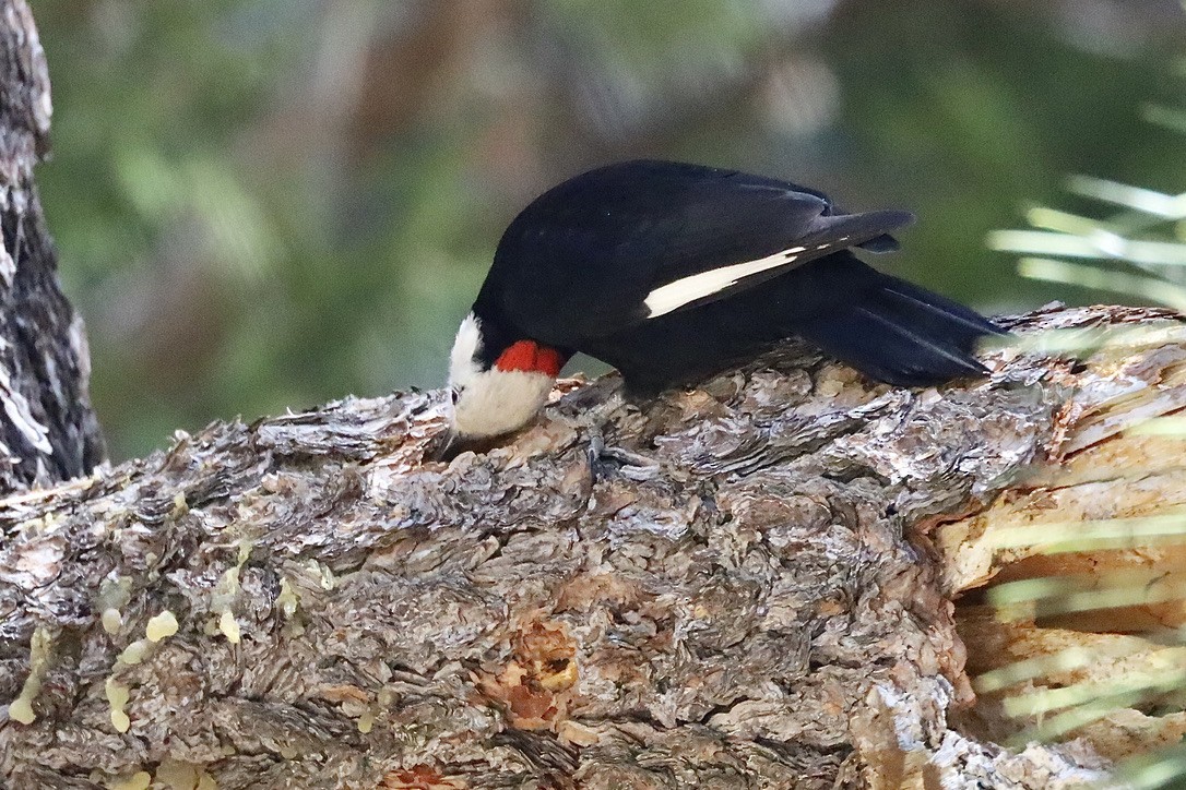 White-headed Woodpecker - ML644654307