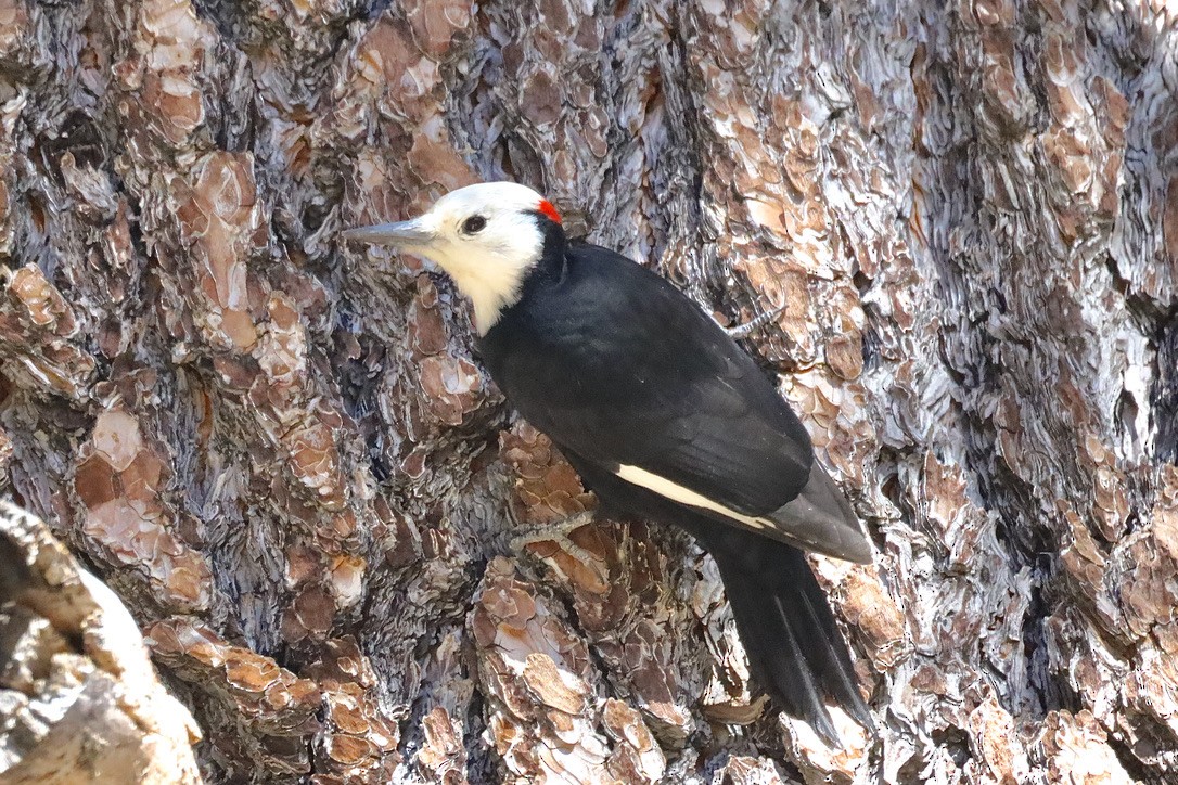 White-headed Woodpecker - ML644654308