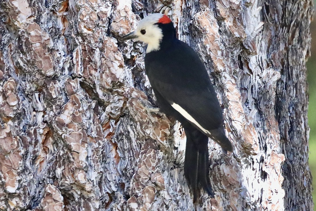 White-headed Woodpecker - ML644654309