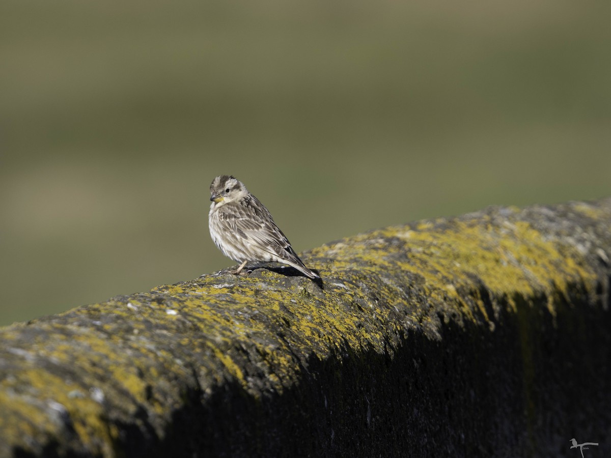 イワスズメ - ML644654315