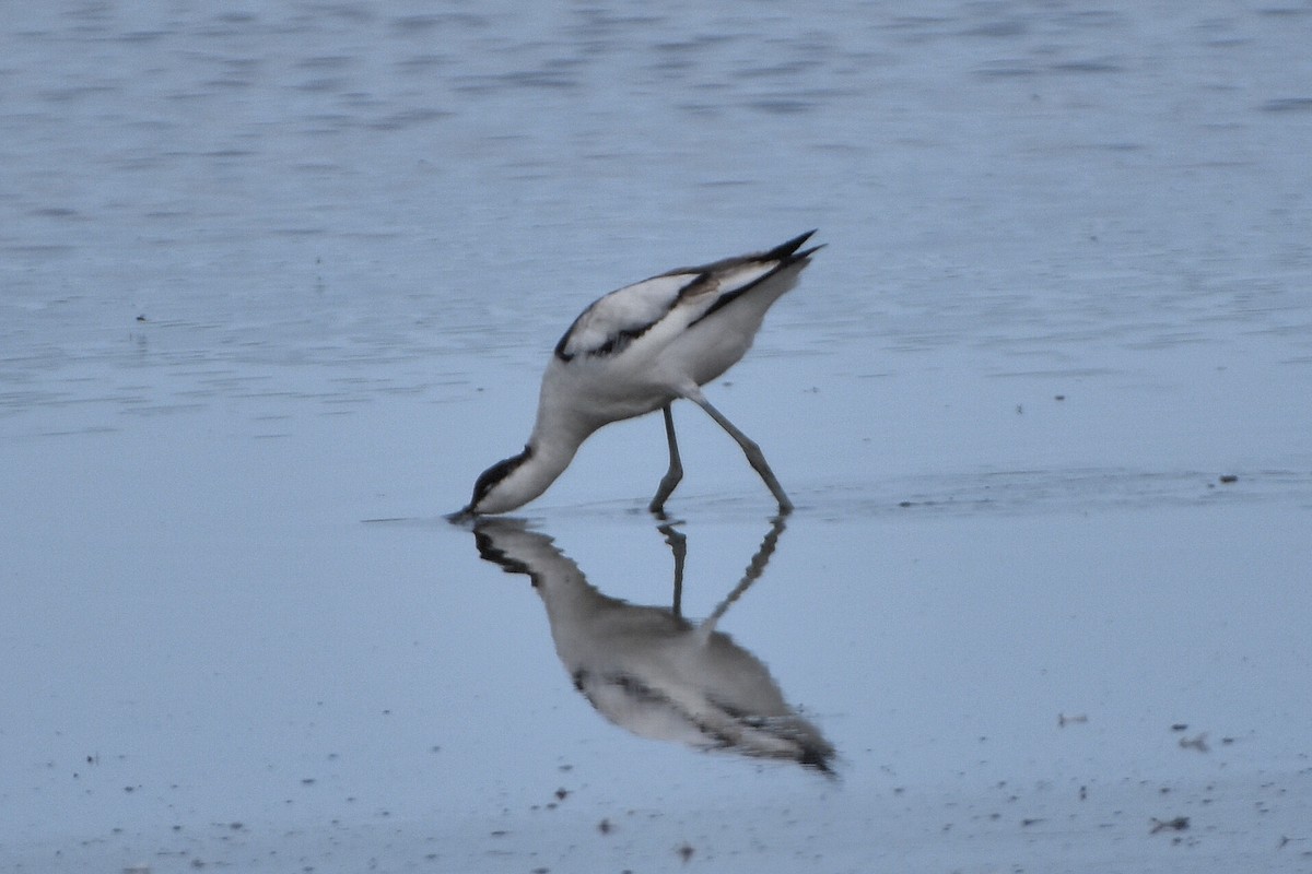 Pied Avocet - ML644654316