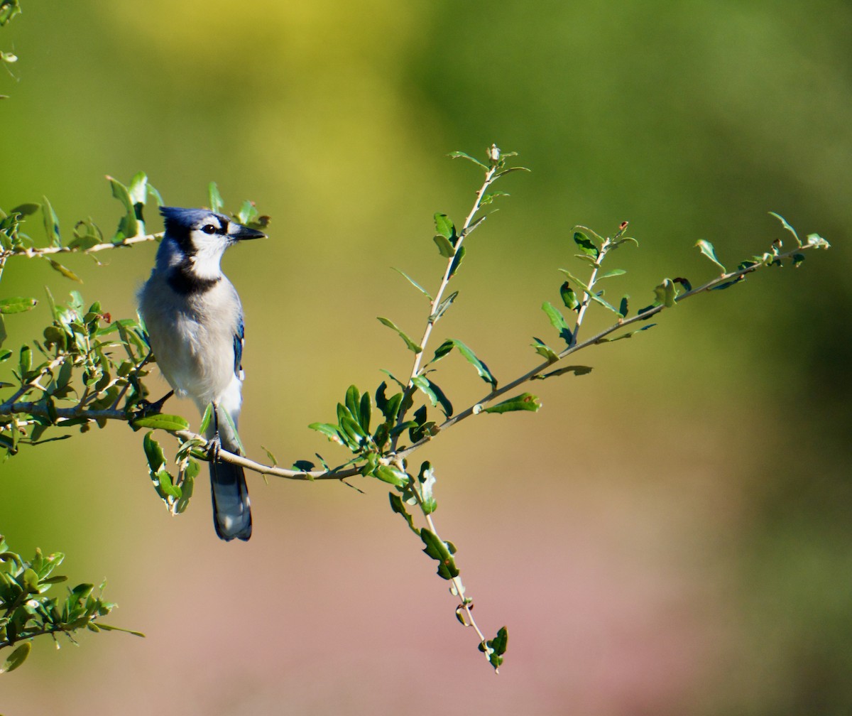 Blue Jay - ML644654317