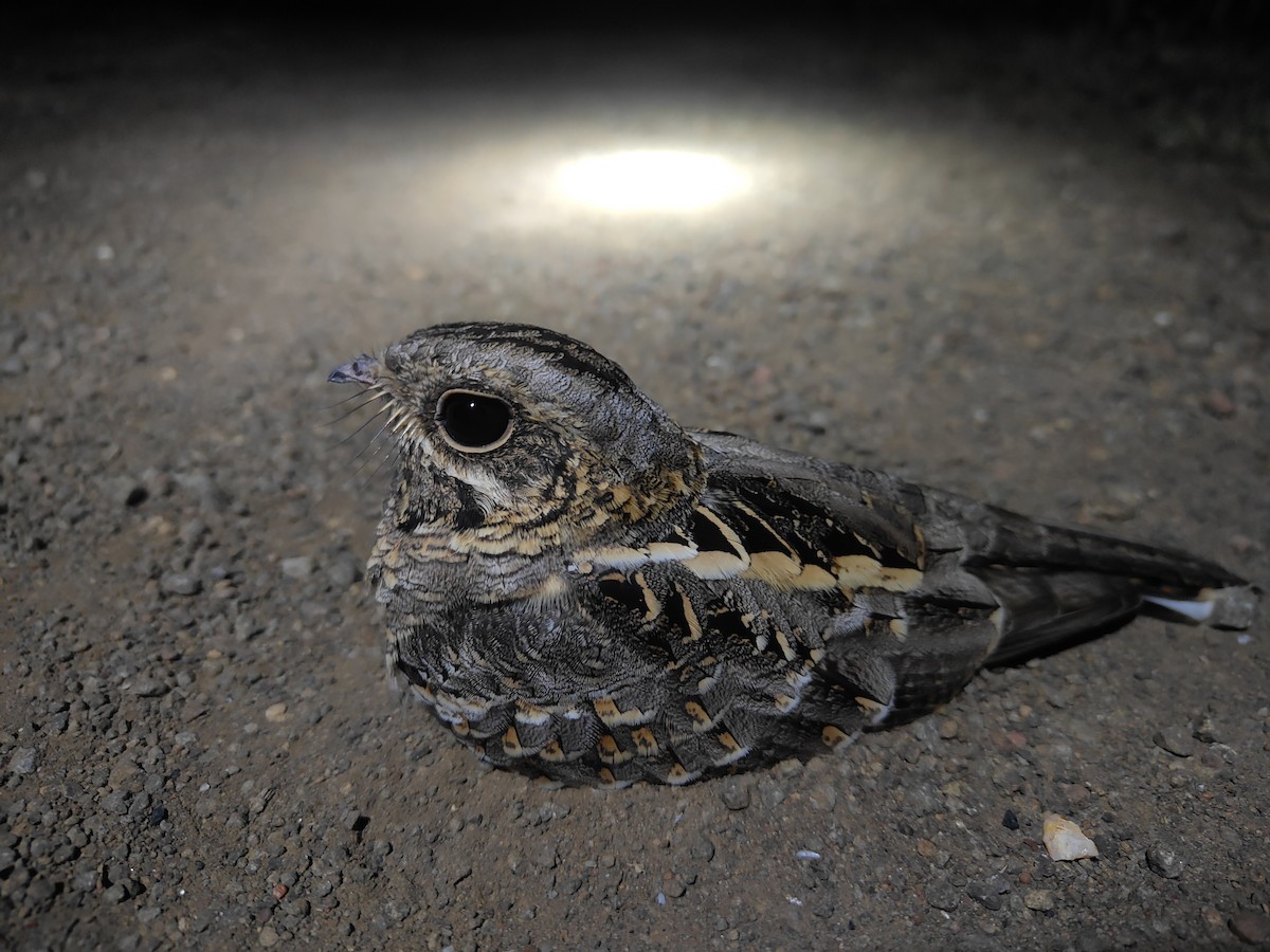 Chotacabras Hindú - ML644654318