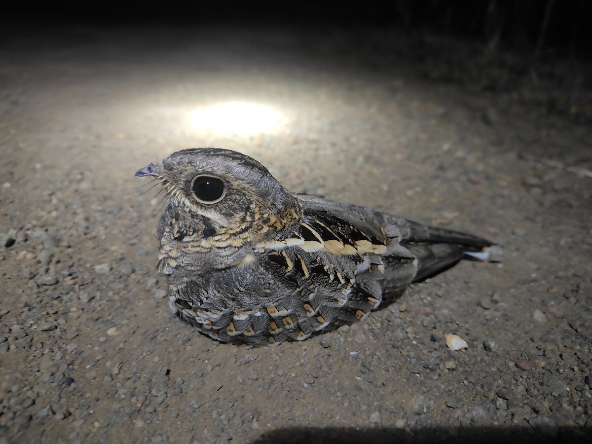 Chotacabras Hindú - ML644654319