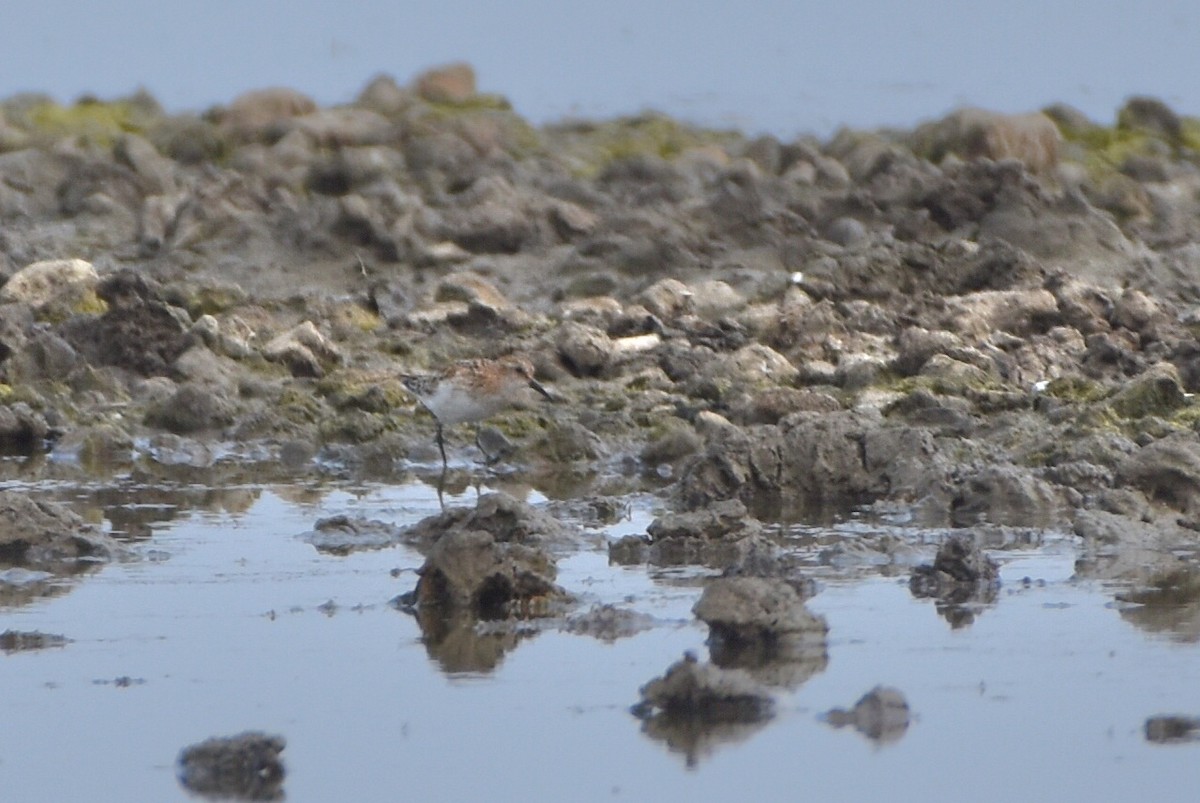 Little Stint - ML644654324