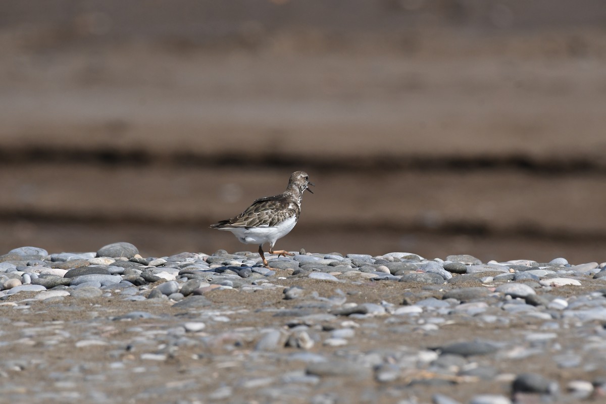 Алаг хайргач - ML644654325