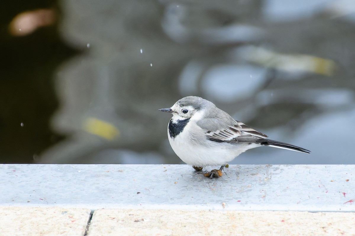 Bergeronnette grise - ML644654327