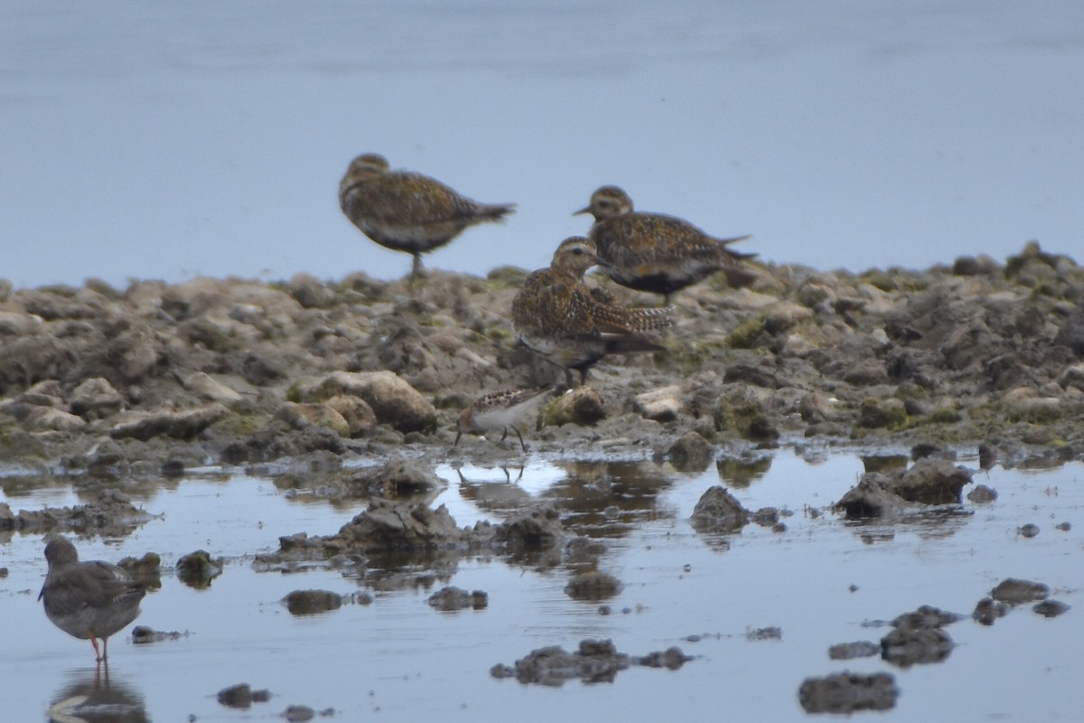 Little Stint - ML644654334