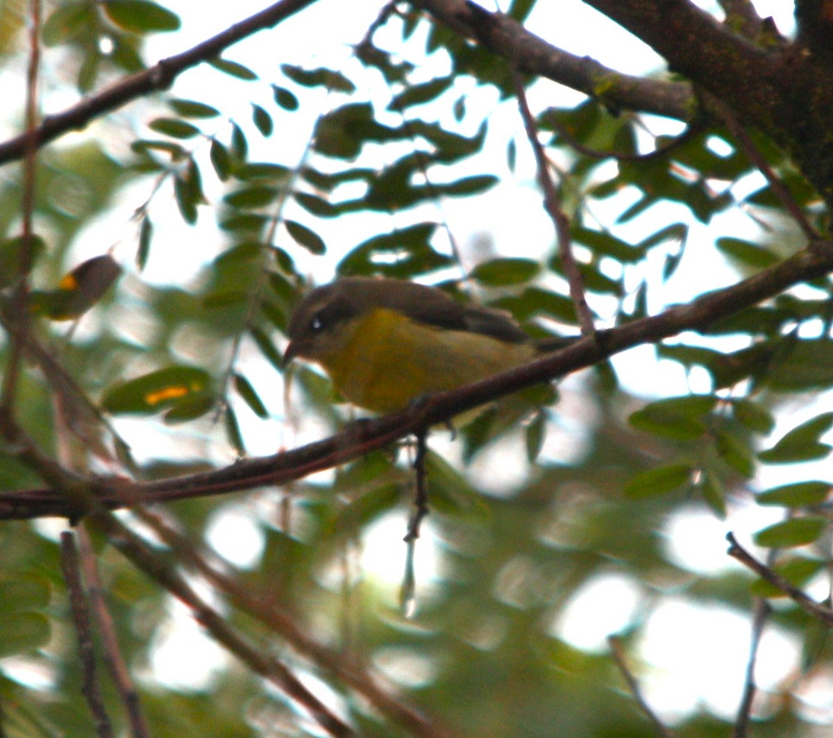 Bananaquit - ML644654336