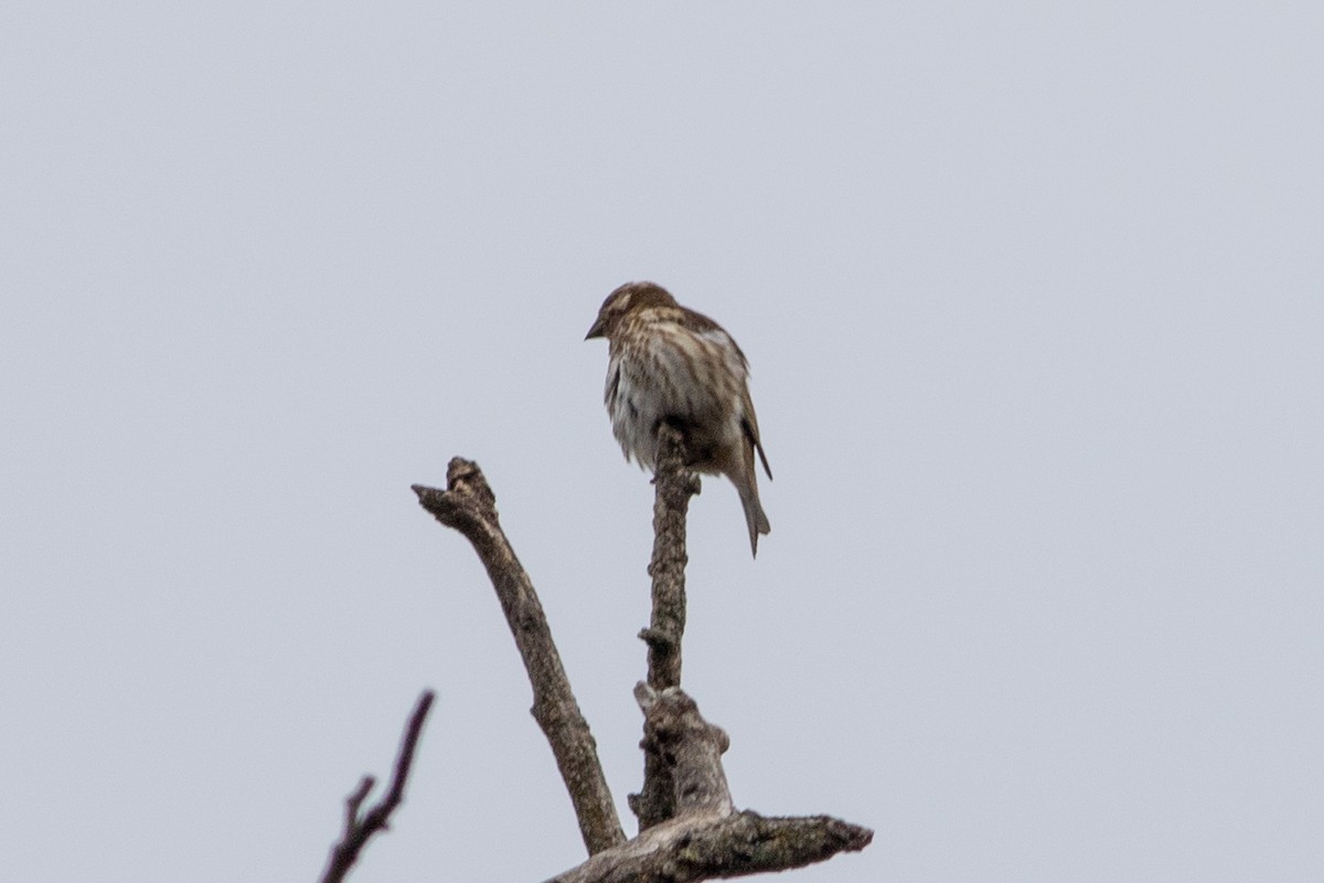 Purple Finch - ML644654339