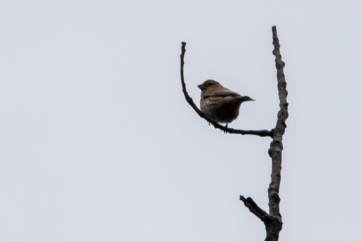 Purple Finch - ML644654340