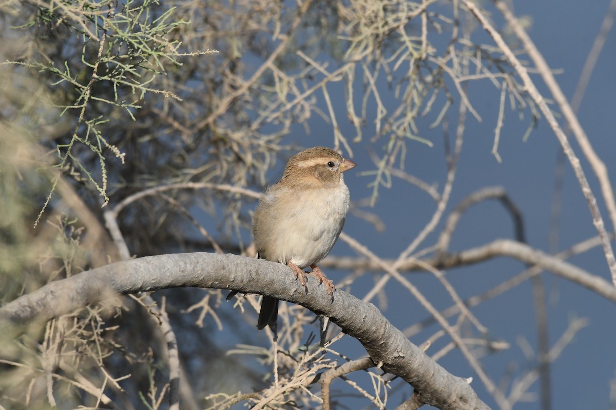 Оронгийн бор шувуу - ML644654367