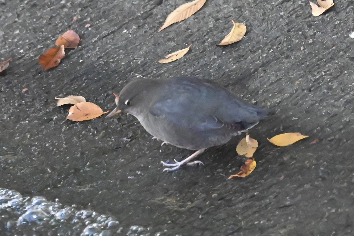 Mirlo Acuático Norteamericano - ML644654373