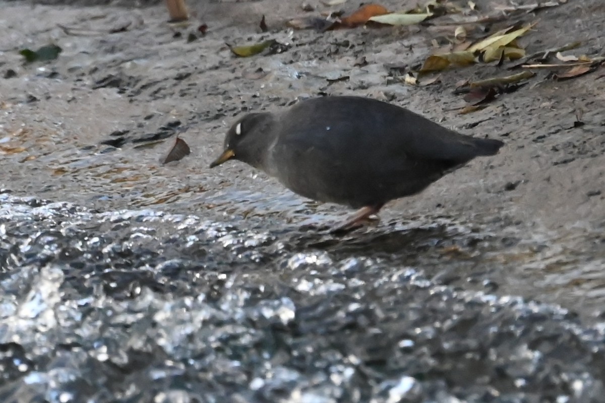 Mirlo Acuático Norteamericano - ML644654374