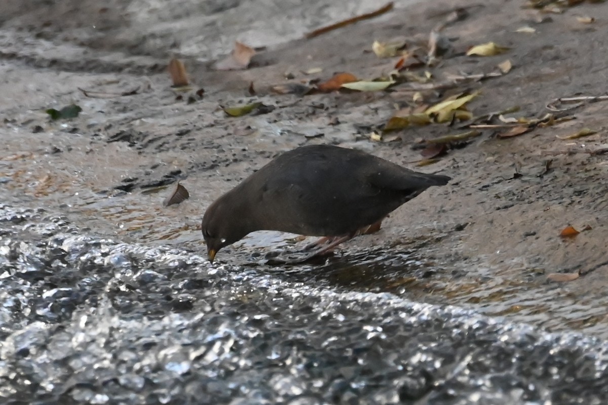 Mirlo Acuático Norteamericano - ML644654380