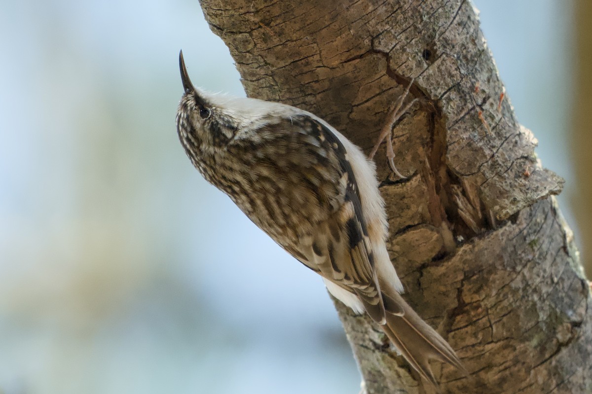 Brown Creeper - ML644654383