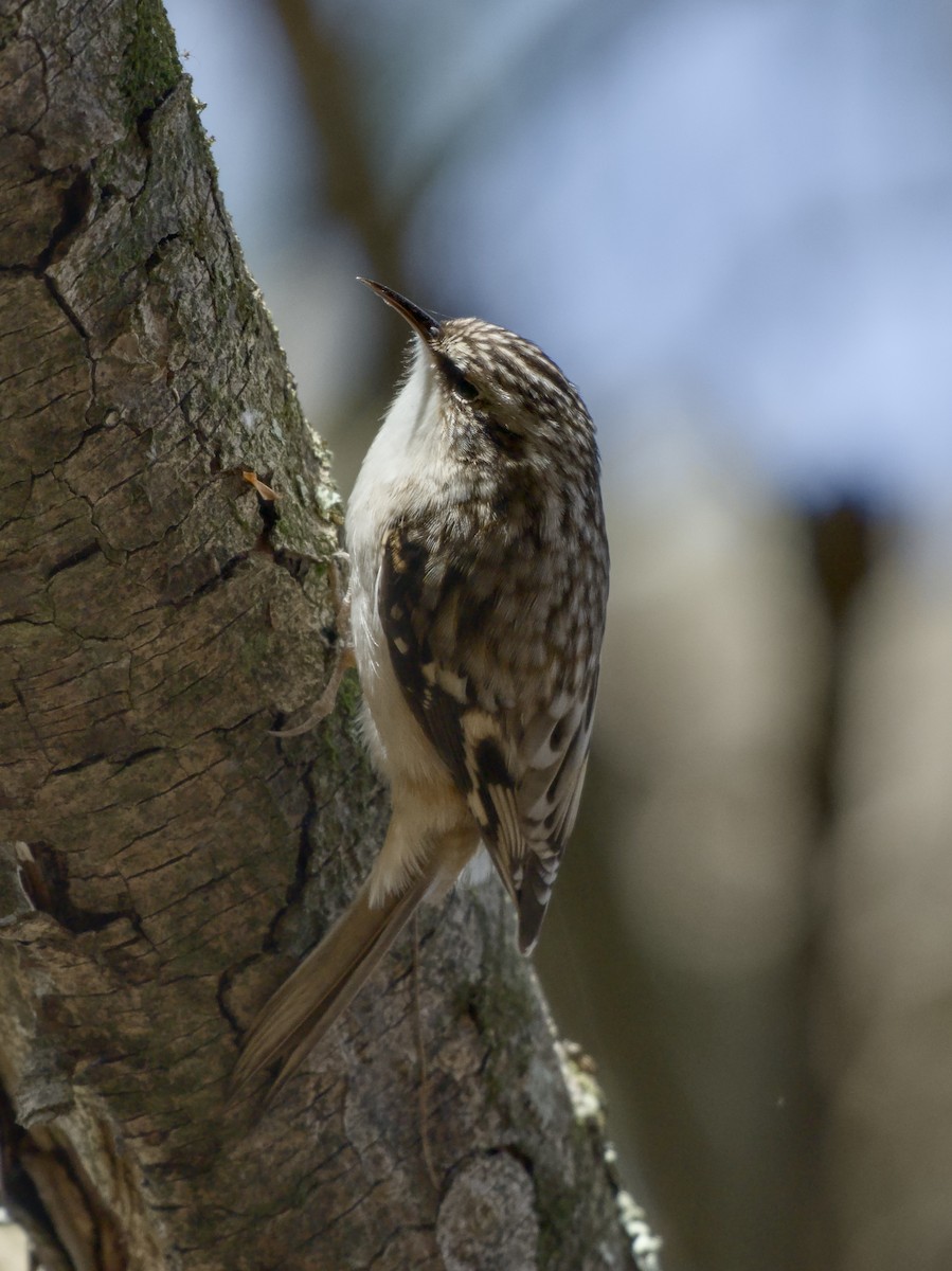 Brown Creeper - ML644654384