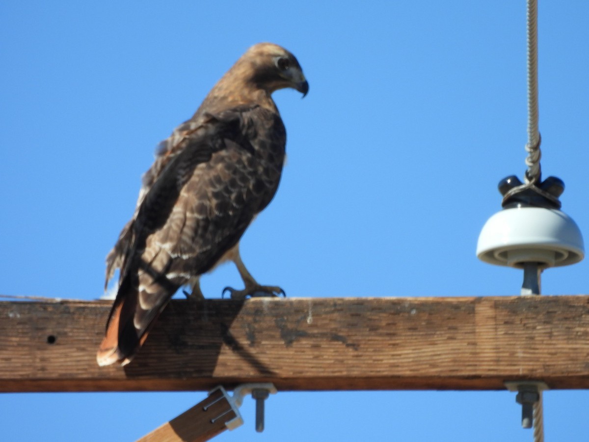 Rotschwanzbussard - ML644654385