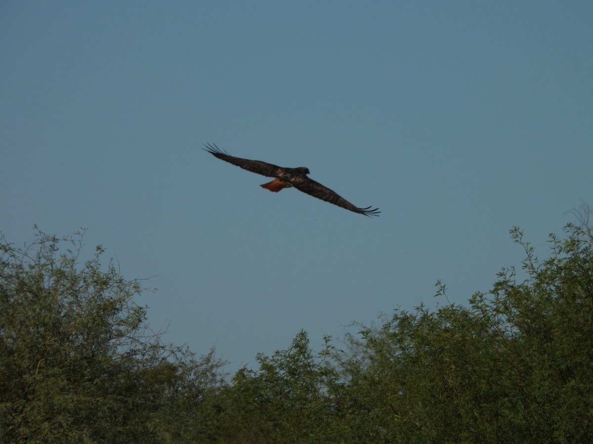 Rotschwanzbussard - ML644654386