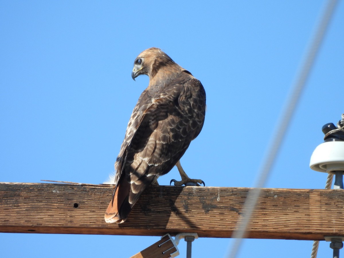 Rotschwanzbussard - ML644654387