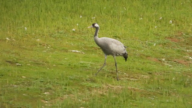 クロヅル - ML644654388