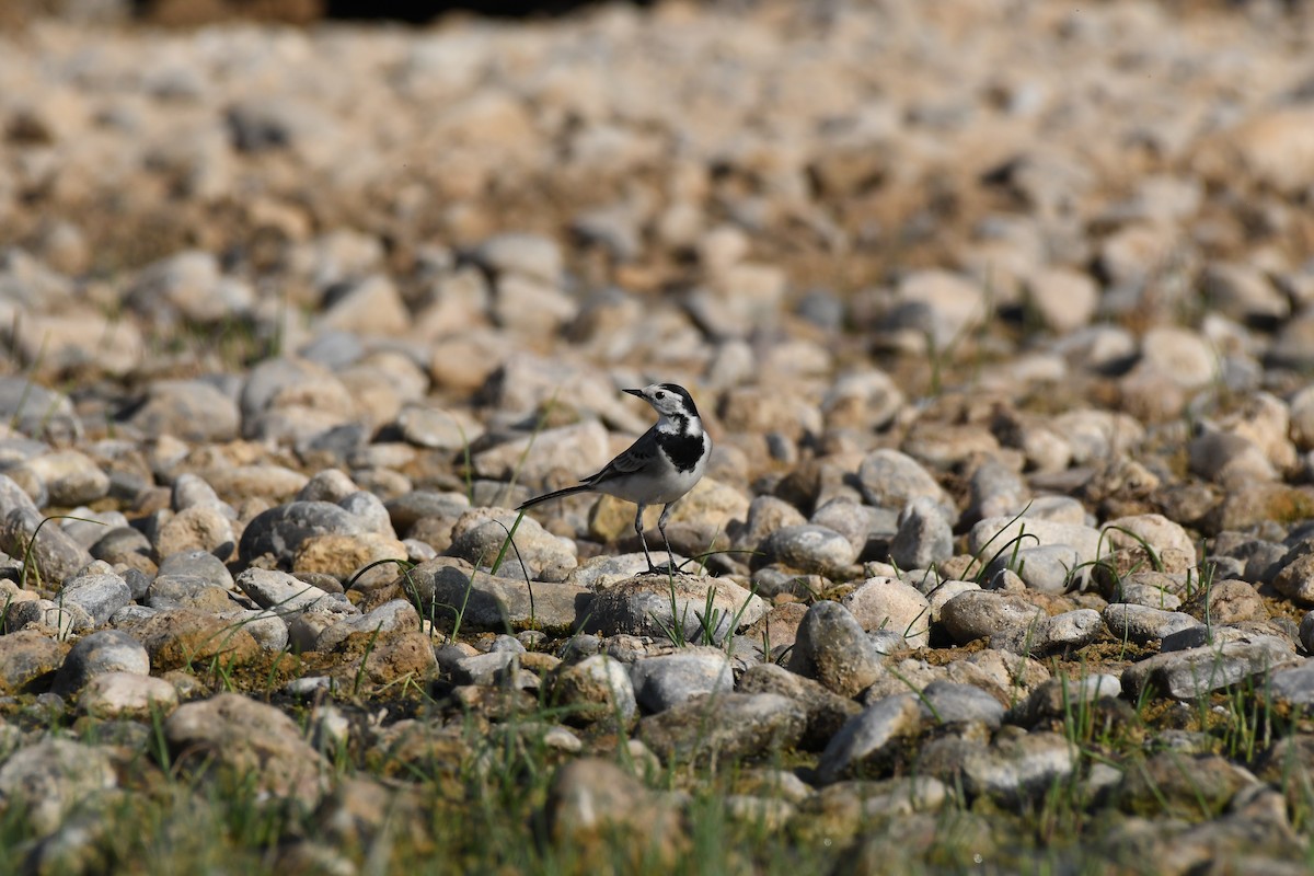 Bergeronnette grise - ML644654390