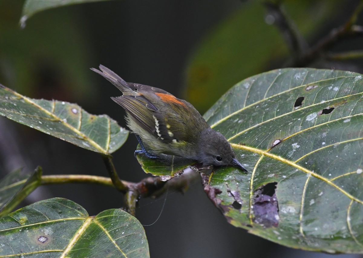Rufous-rumped Antwren - ML644654398