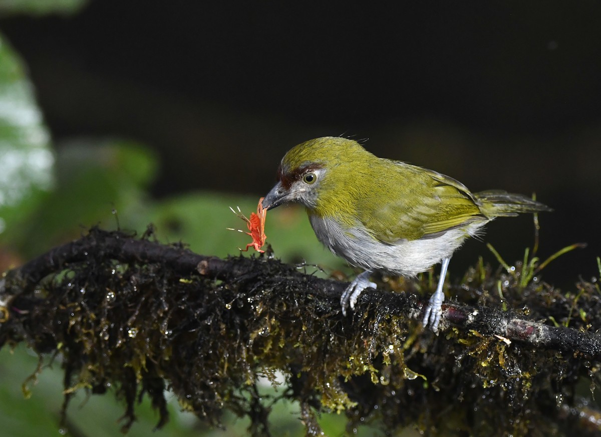 Black-billed Peppershrike - ML644654408
