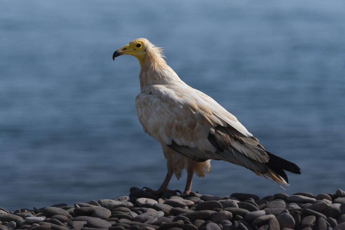 Дэлт ёл - ML644654409